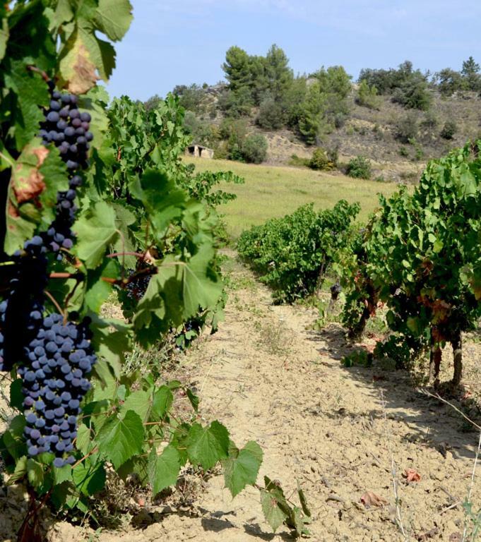 Gite Vigneron Du Domaine D'Alon Magrie Esterno foto