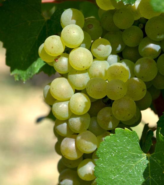 Gite Vigneron Du Domaine D'Alon Magrie Esterno foto