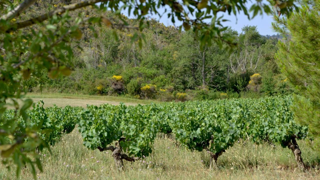 Gite Vigneron Du Domaine D'Alon Magrie Esterno foto